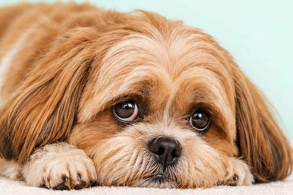 Cachorro de pelo longo deitado sobre um tapete macio