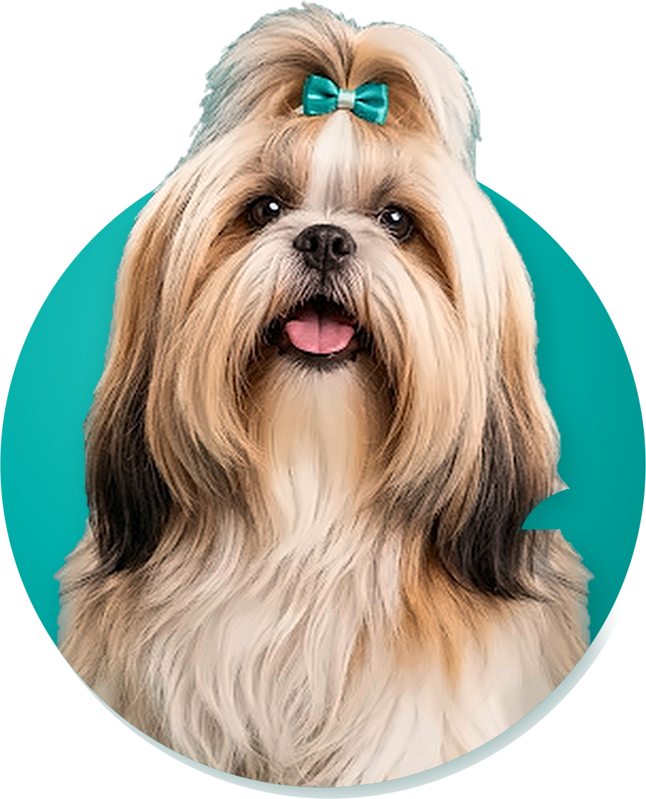 Shih tzu de pelagem longa, escovada e brilhante, com lacinho turquesa