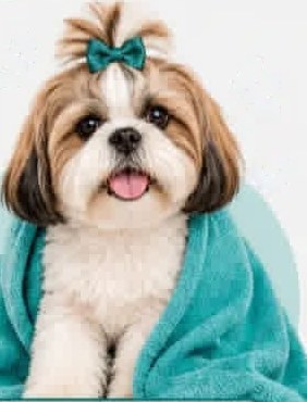 Shih tzu enrolado em toalha turquesa depois do banho